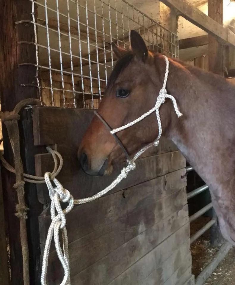 Rope Noseband Mule Tape Halter