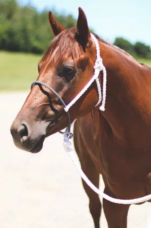 Rope Noseband Mule Tape Halter